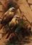 Image_1